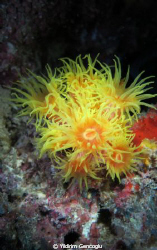 Surprising Yellow. I have taken this during a night dive ... by Yildirim Gencoglu 